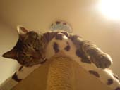 キャットタワ〜_a0059862_2258747.jpg