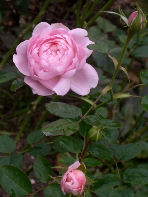 e0017562_1331989.jpg