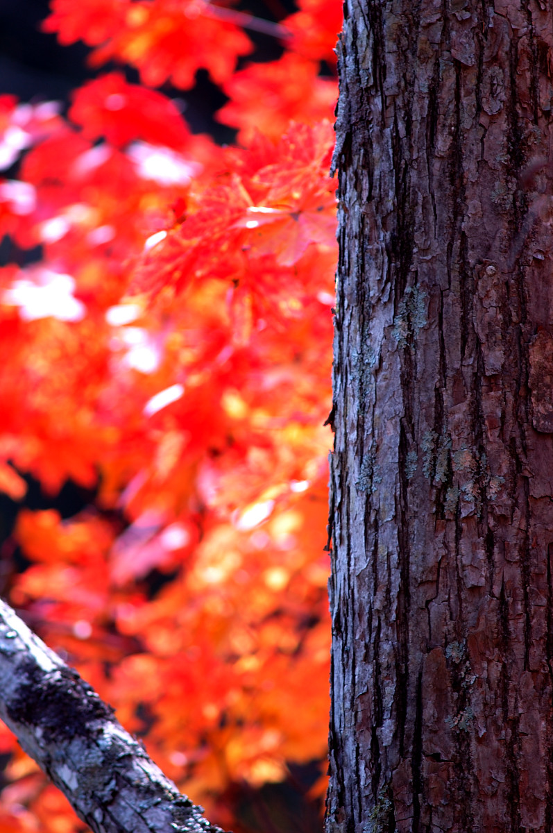 照葉峡の紅葉（１）_b0104774_21261278.jpg