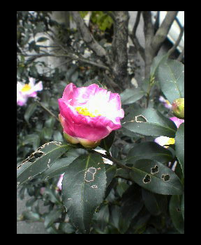 アササン 日々＠好日