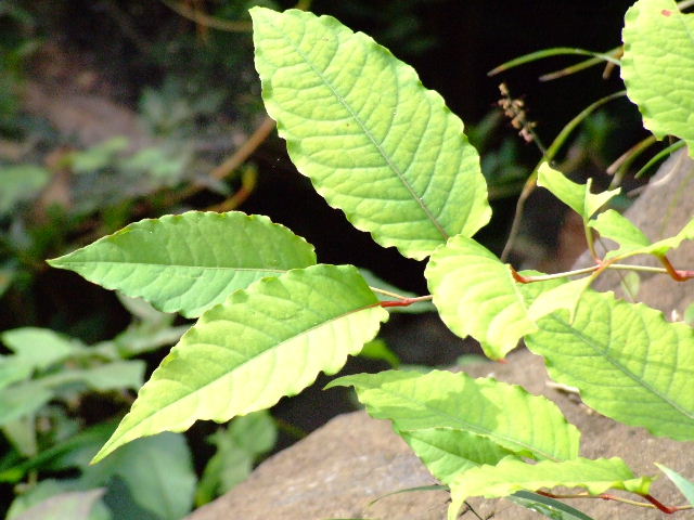 a0094297_16522110.jpg
