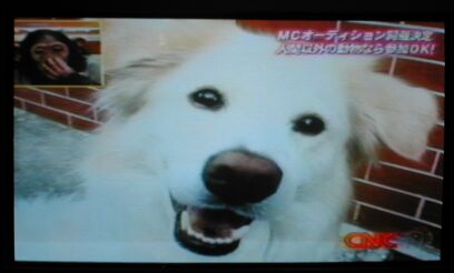 ハンカチ（犬）王子　現る！＠テレビ　/  Islay the Hanky Prince on TV_a0032004_0114342.jpg