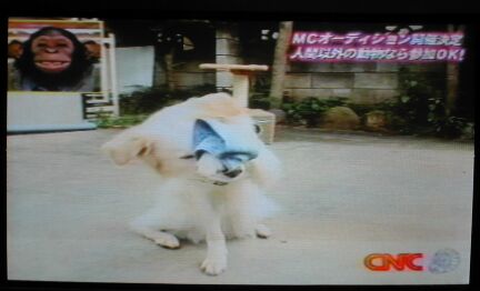 ハンカチ（犬）王子　現る！＠テレビ　/  Islay the Hanky Prince on TV_a0032004_016798.jpg