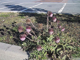 a0087818_71177.jpg