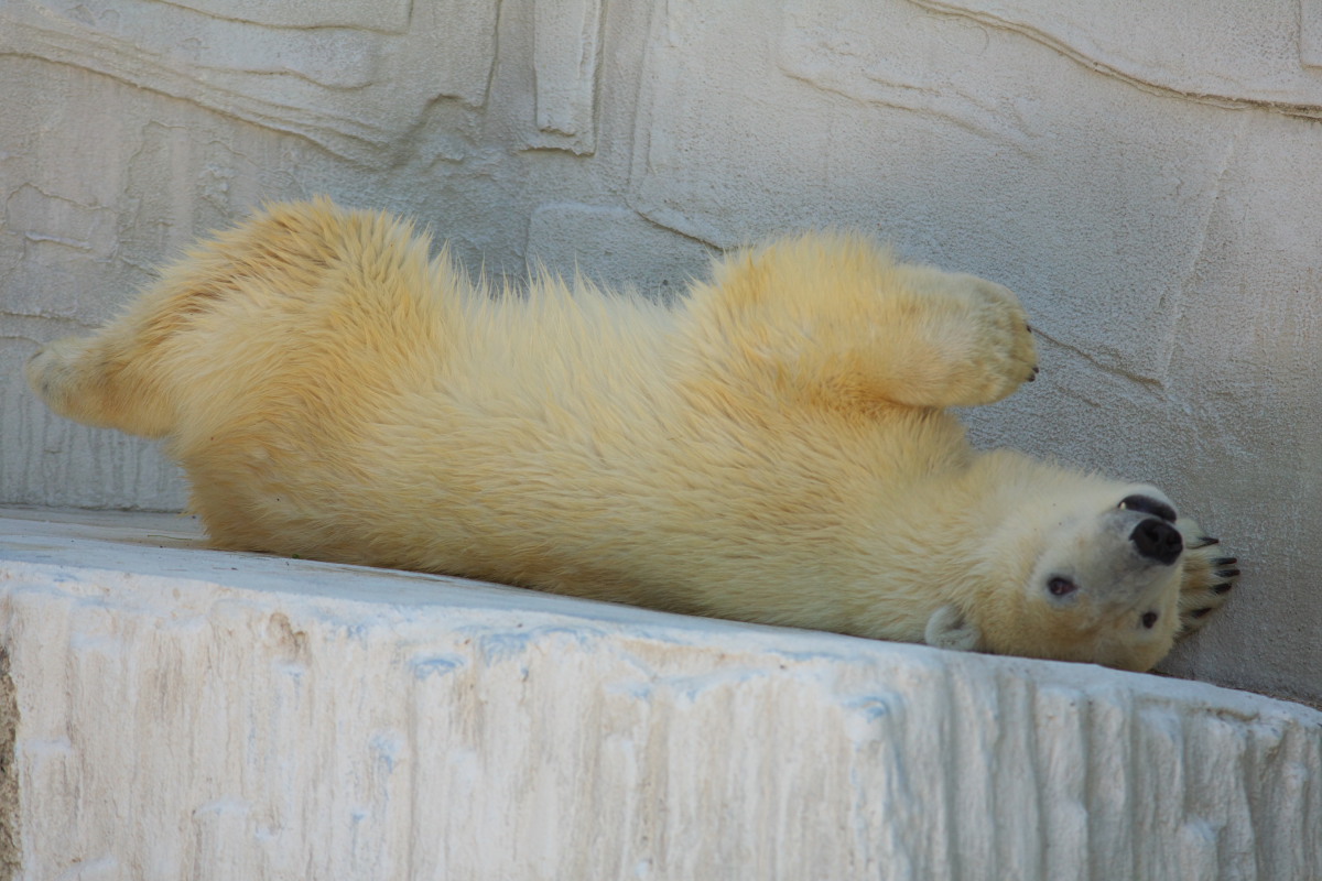 天王寺動物園７３_c0088025_1345167.jpg