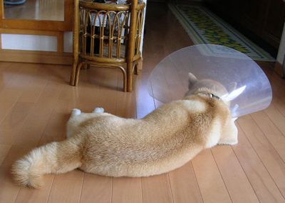 10月21日(土)・・・愛ちゃんの楽し悲しい日_f0060461_11374566.jpg