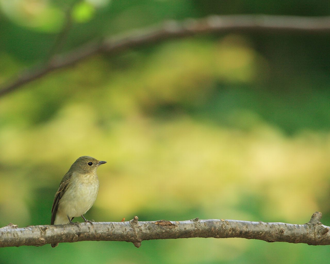 秋のキビタキ 秋らしい野鳥の壁紙 Life With Birds 3