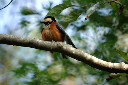 身近な鳥　メジロ・ヤマガラ・コゲラ_a0083081_18541673.jpg