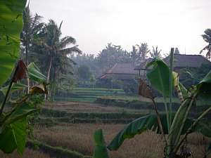 まさに村！the ubud village resort～213号室_a0036499_1751786.jpg