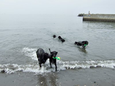 マハロちゃんの海で遊んだよ～！_c0050400_18446.jpg