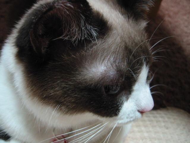 ちっち魔こんちゃん~♪_f0024514_2313652.jpg