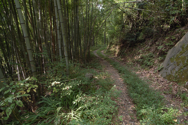 061021 県南のチョウ達 （山梨県南部町）_d0090322_85634.jpg