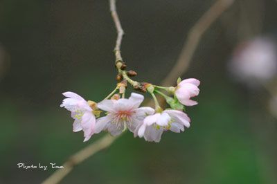 冬桜_f0005733_20475984.jpg