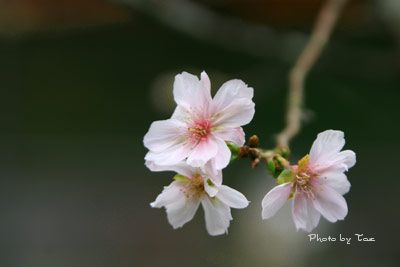 冬桜_f0005733_20481822.jpg