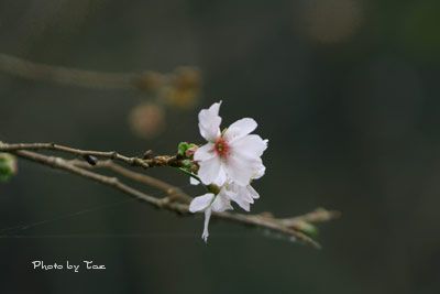 冬桜_f0005733_20482498.jpg