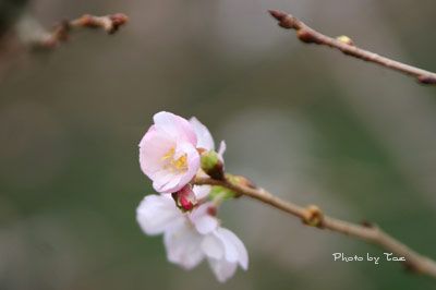 冬桜_f0005733_20483051.jpg