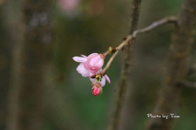 冬桜_f0005733_20483533.jpg