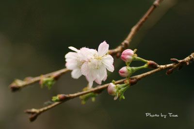 冬桜_f0005733_2048416.jpg