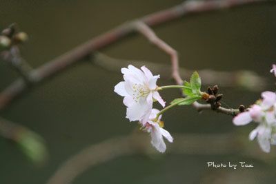 冬桜_f0005733_20485199.jpg