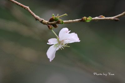 冬桜_f0005733_20485976.jpg