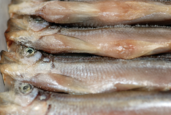 国産 柳葉魚 ししゃも オスです 魚屋三代目日記 国産 柳葉魚 ししゃも オスです 魚屋三代目日記