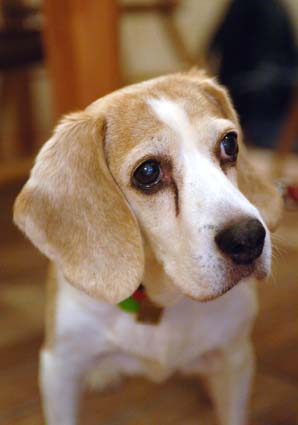 タフな老犬 ルビー 今日のビーグル