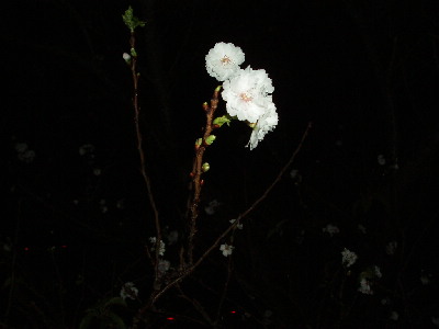 桜と真鯛_a0077071_981551.jpg
