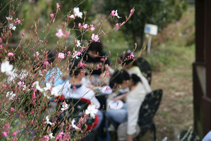 秋のハーブ園_b0041473_17195533.jpg