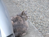 近所の猫屋敷(０＾～＾０） _a0005487_216222.jpg