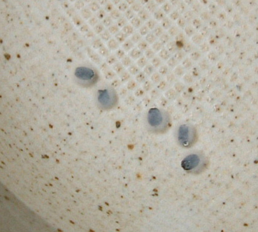 d0071596_16354910.jpg