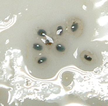 d0071596_1648040.jpg
