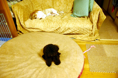 c0011204_2373437.jpg
