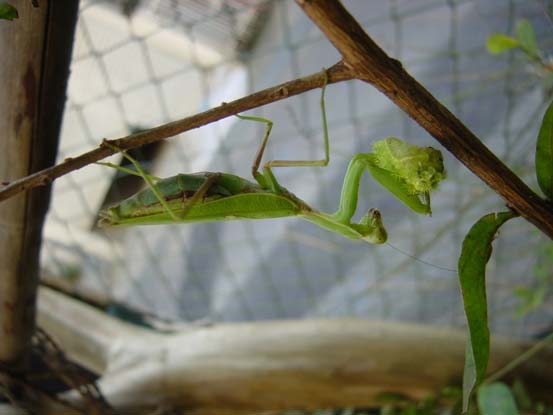 カマキリの捕食シーン　＆　夢の実現と現実_b0025008_2191792.jpg