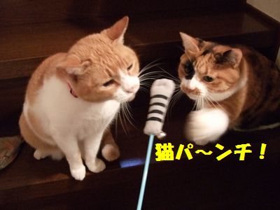 猫ネタにゃ！_c0039114_2293839.jpg