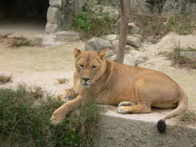 動物園へ行って来ました_a0015815_20483018.jpg