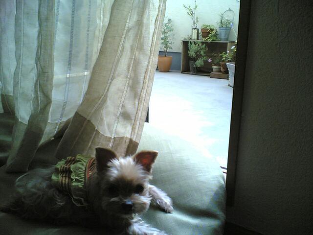 c0098050_1613369.jpg