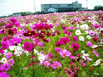 c0078480_14261750.jpg