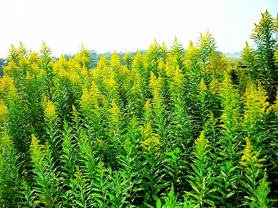 c0078480_14425017.jpg