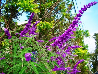 c0078480_15343144.jpg