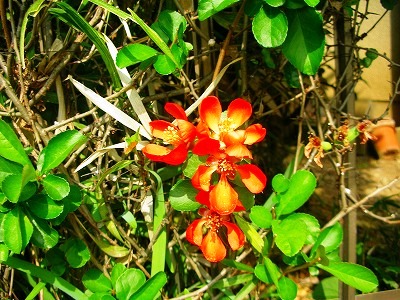 c0078480_1538432.jpg