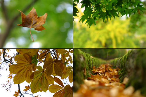 紅葉の岩手公園 【色づきはじめ編】_b0072697_18325550.jpg