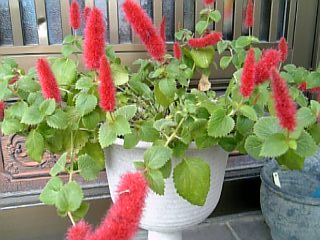e0098908_1853089.jpg