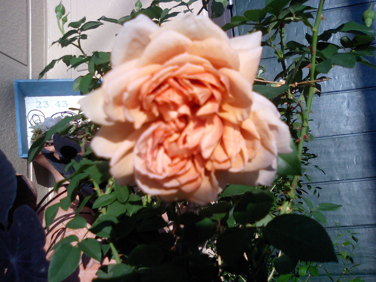 d0078312_13403880.jpg