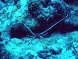 ダイブログ・カマスにロブスター & 核武装?_a0043520_227169.jpg