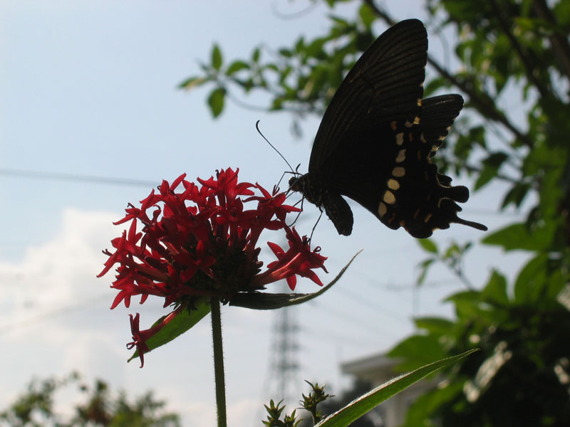 サンダンカの花と蝶々_d0091646_10213436.jpg