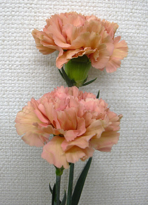 10月24日 秋色のカーネーション_a0001354_2025181.jpg