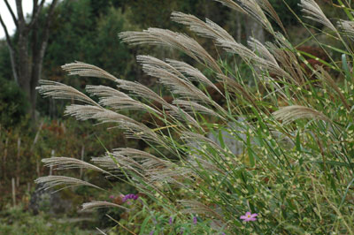 c0050264_12171183.jpg