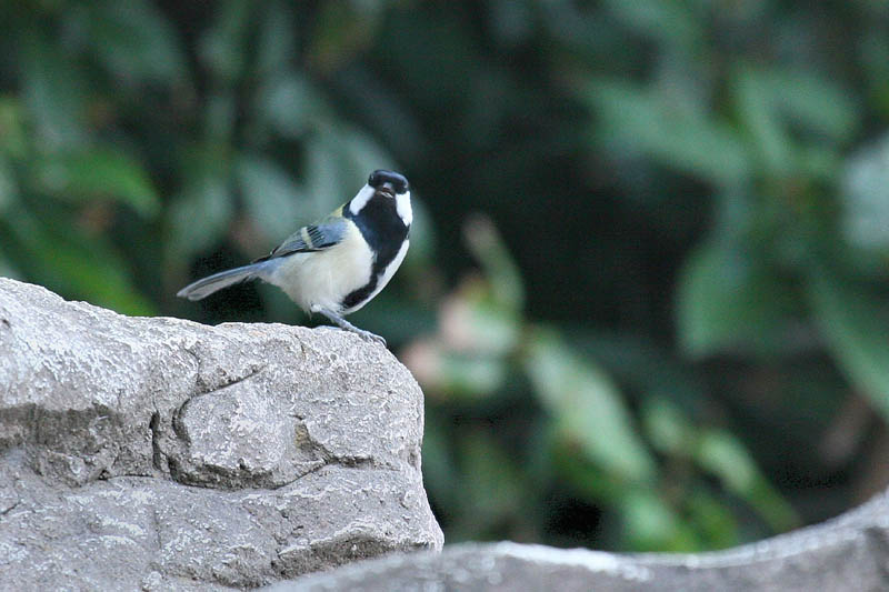 近所の公園にて_b0024798_5451748.jpg