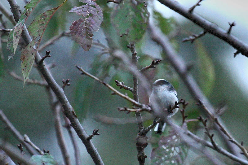近所の公園にて_b0024798_5474973.jpg