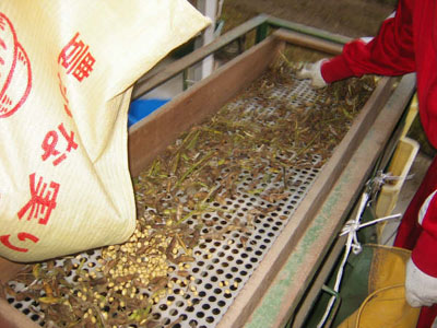 結いの里・good!畑の大豆収穫の報告です！_a0080406_126424.jpg
